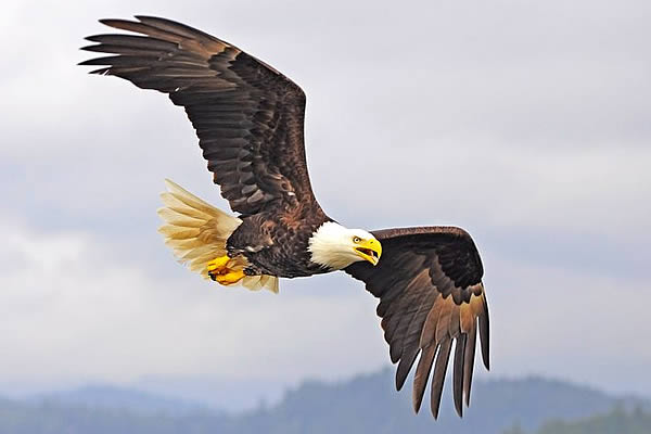 An eagle flying